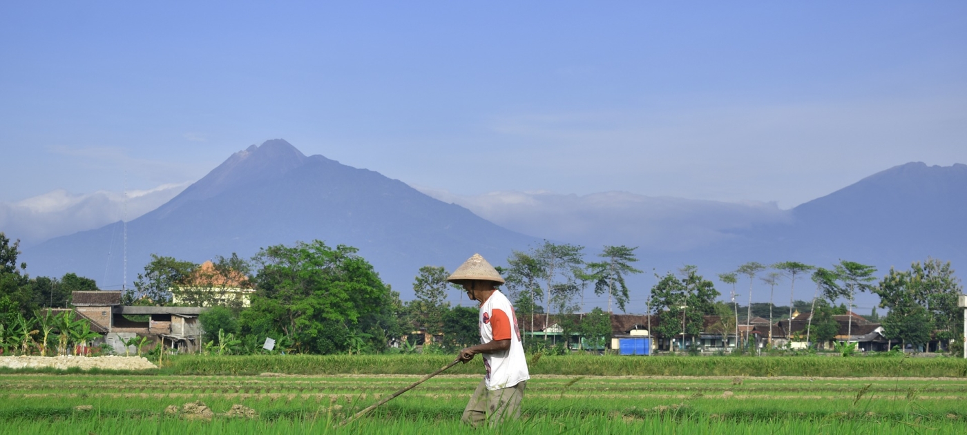 UN-backed label launched to help shoppers choose environmentally friendly rice Pixabay