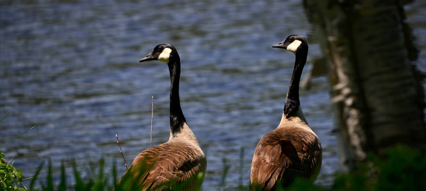 Sommet des Nations Unies sur la biodiversité