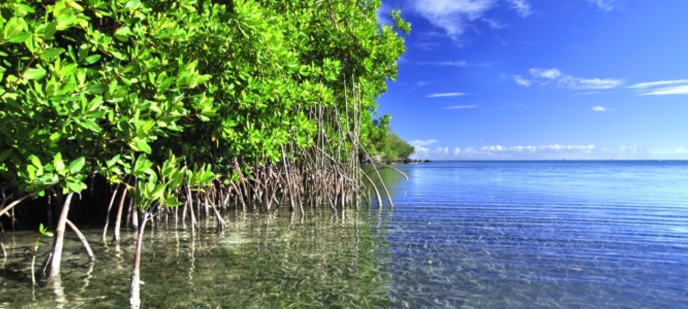 Destruction of Carbon-Rich Mangroves Costs up to US$42 billion in Economic Damages Annually - UNEP Report UN Environment