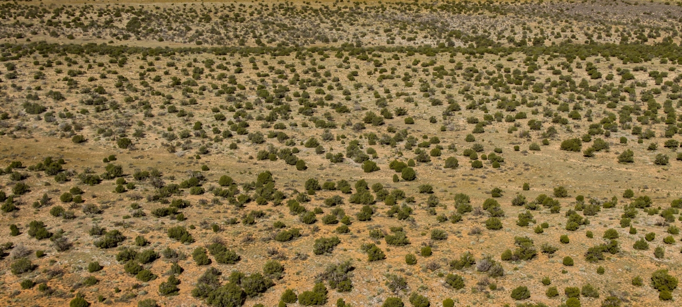 Great Green Wall: A green growth corridor for the Sahel and beyond Unsplash/Nick Fewings