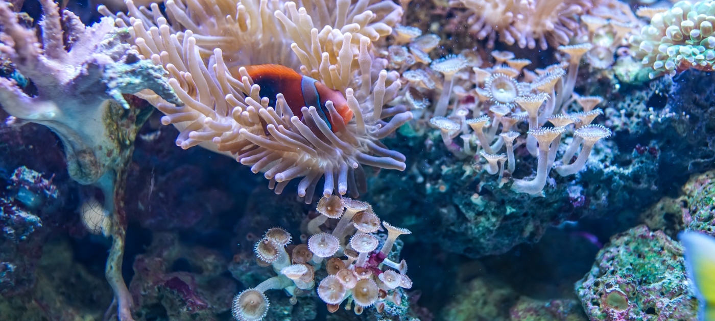 Nuevo fondo público-privado de las Naciones Unidas apoyará los arrecifes de coral