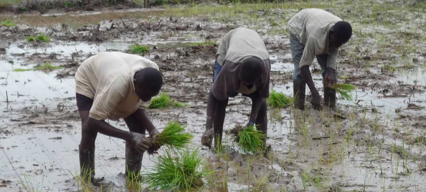 New strains of rice could address climate change Photo by JIRCAS Library