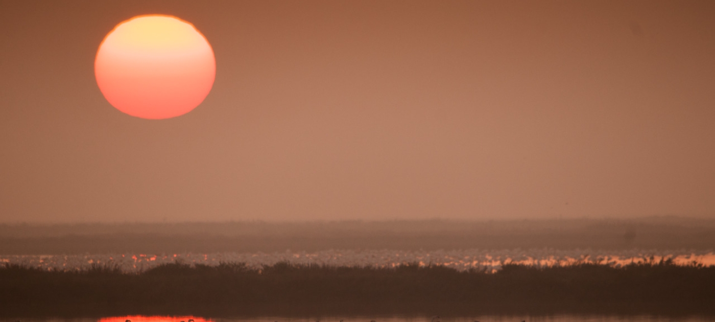 UNEP joins three international organizations in expert panel to improve One Health Photo: Unsplash / Ruben Rodriguez Olivares