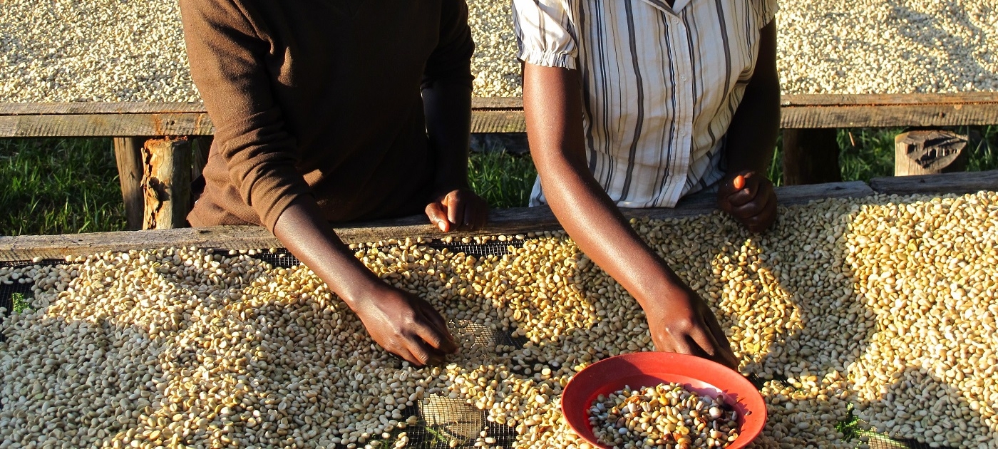 Crop Certification: Going green unlocks global markets for farmers Photo by Rainforest Alliance