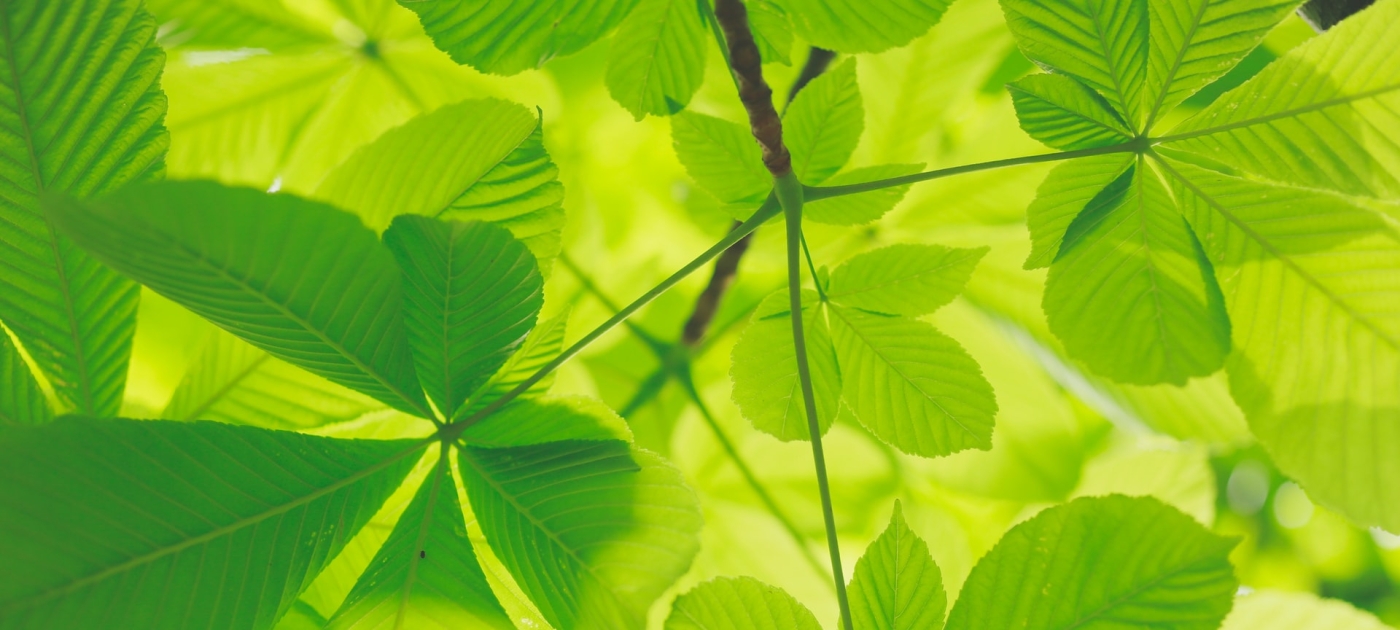Inger Andersen calls for peace for the environment Photo by Unsplash
