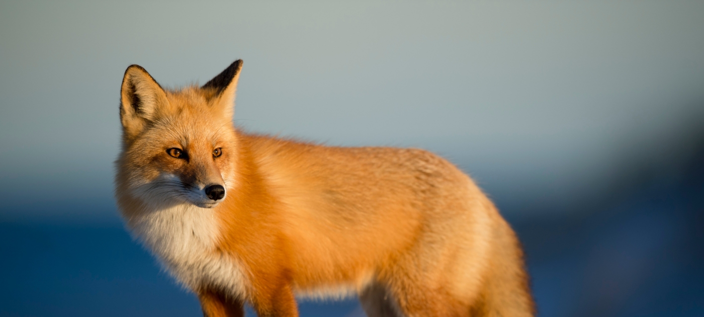 To combat climate change and nature loss, multilateralism is key: Nordic countries Unsplash / Ray Hennessy