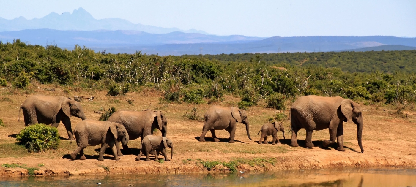 African Ministers of the Environment commit to support a green COVID-19 recovery plan