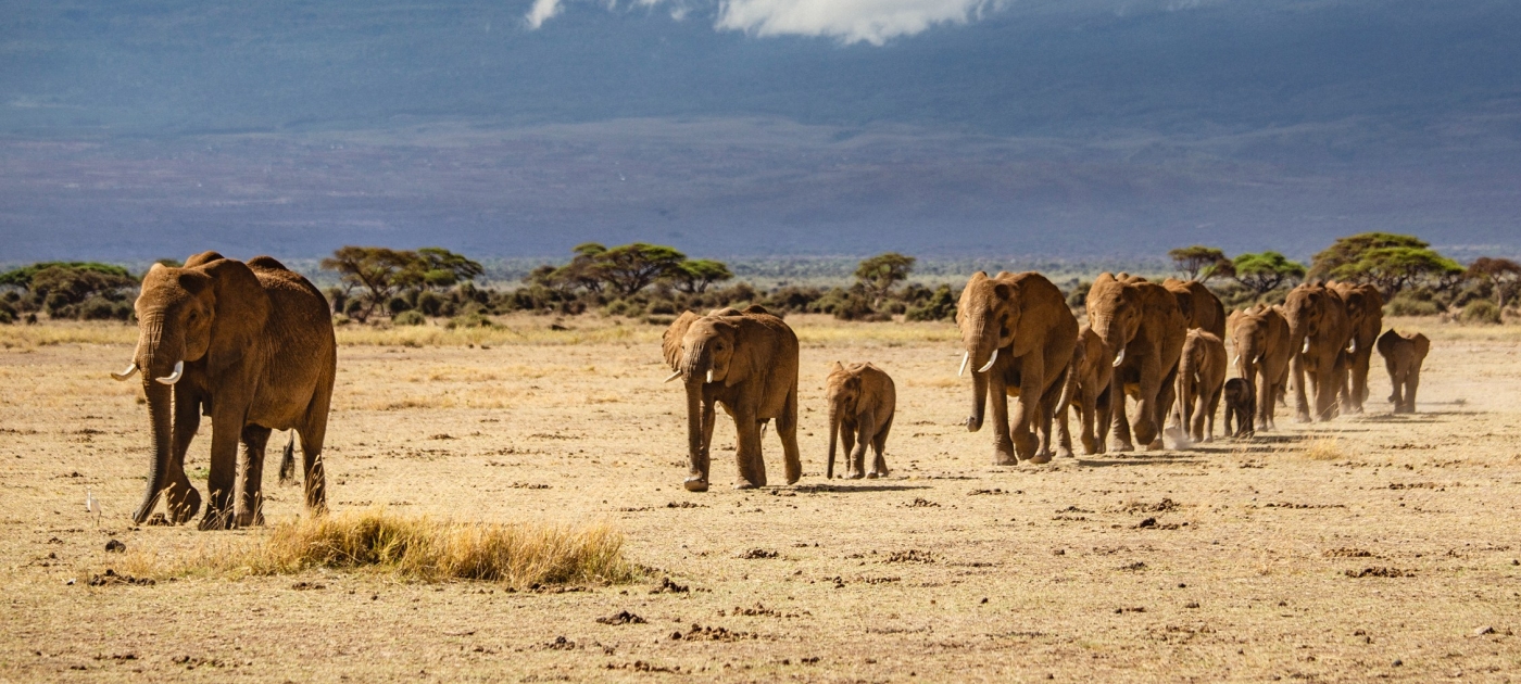Despite COVID-19, the push to save the planet soldiered on in 2020 UNEP / Duncan Moore