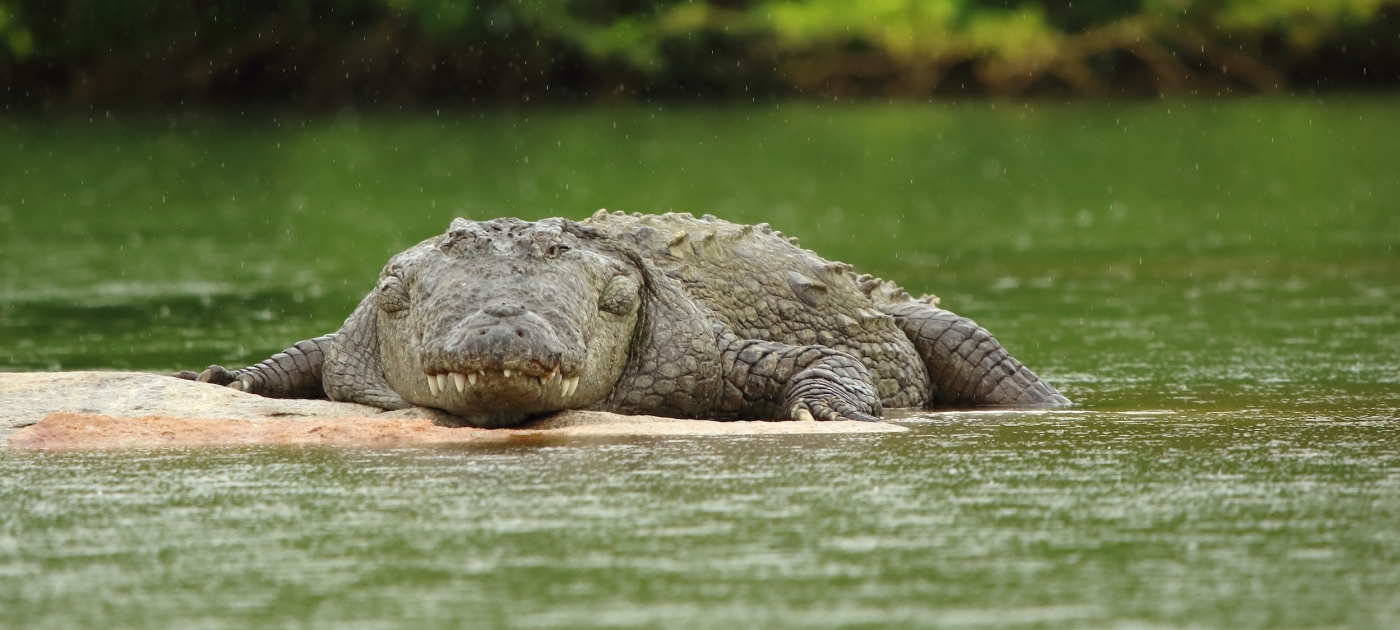 Plastic clean-up brings crocodiles back to Indian river Unsplash / Saketh Upadhya