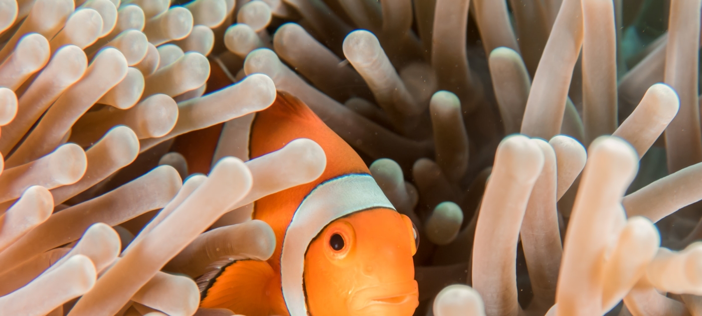 Se acaba el tiempo para los arrecifes de coral: nuevo informe Photo by Sebastian Pena Lambarri / Unsplash