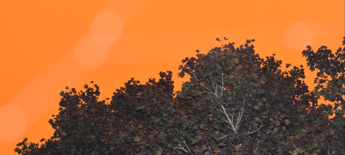 Solutions for a planet in crisis Unsplash/Mark Divier