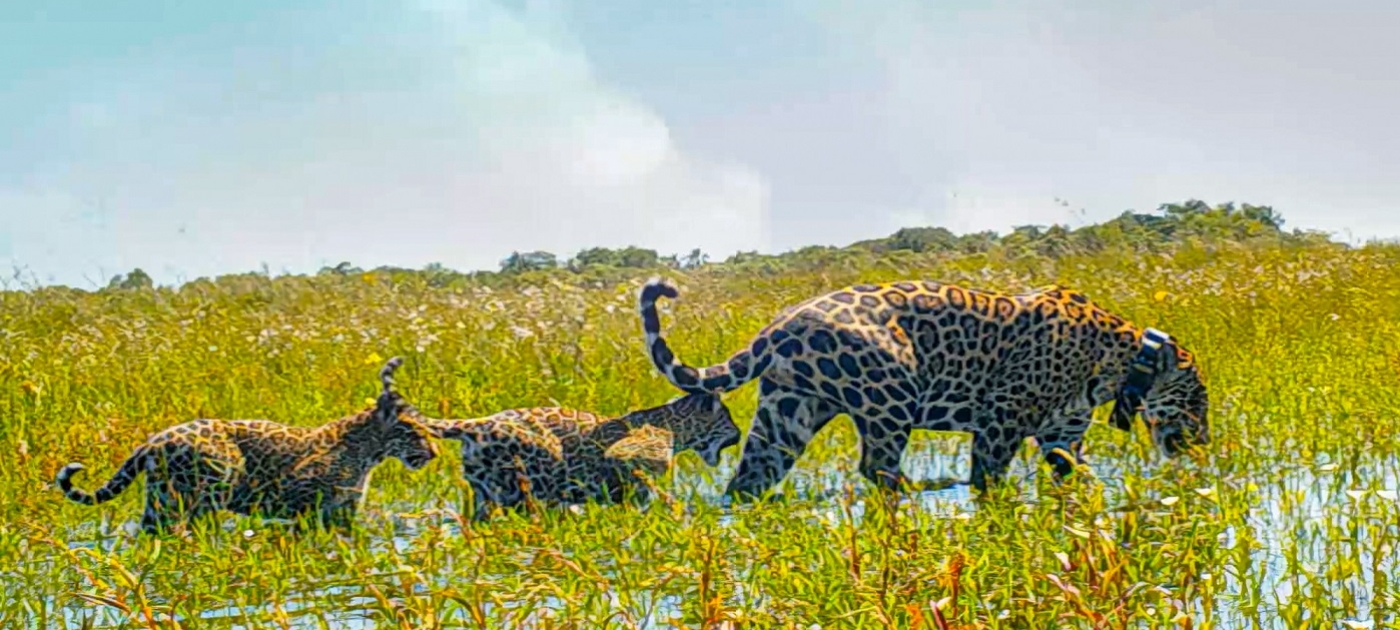 Rewilding sees jaguars return to Argentina’s wetlands Photo by Tomkins Conservation