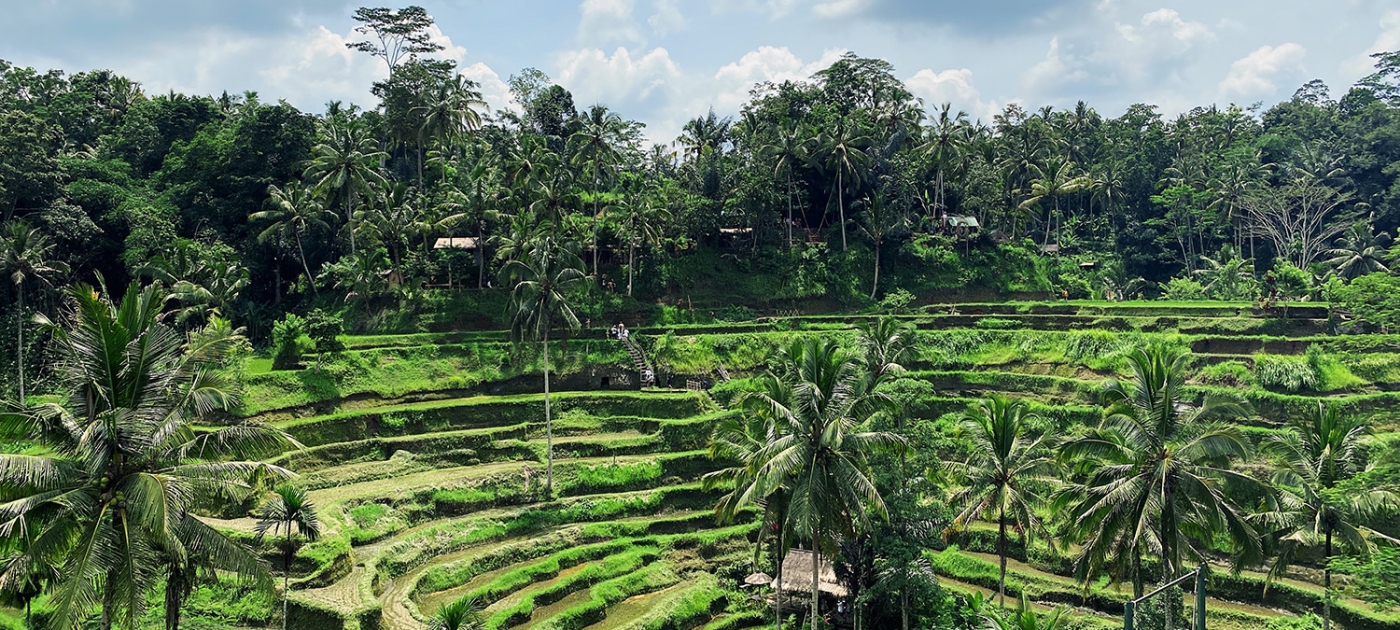 Making peace with nature: where actions equal science Photo by Max Kukurudziak/ Unsplash