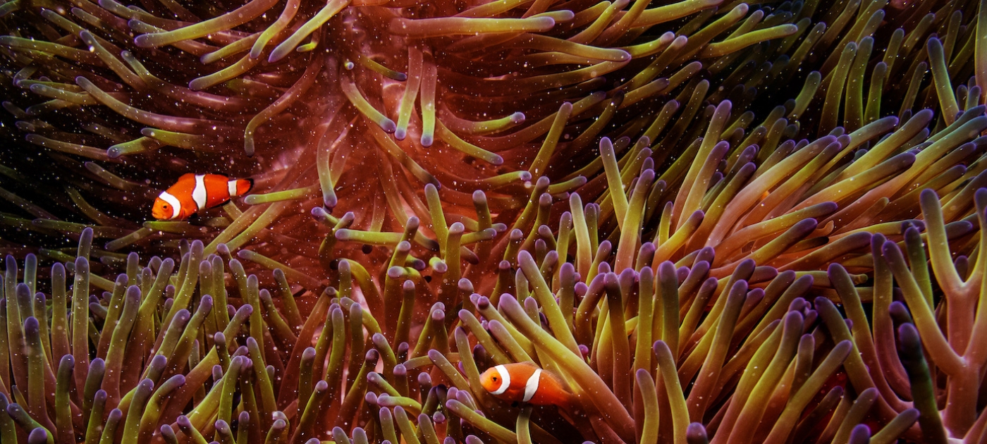 New grants support conservation and restoration of marine habitats Reuters