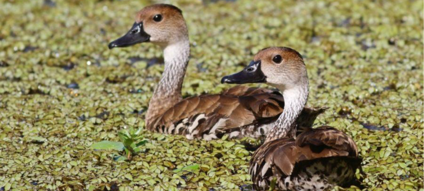 La conservación del pato silbador levanta el vuelo en Jamaica Photo: BirdsCaribbean/Dr. Ann Haynes-Sutton