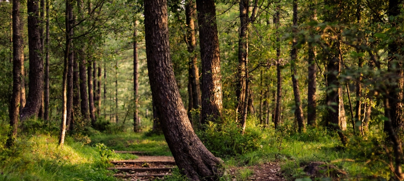 World Environment Day: A rallying call to restore our ecosystems Photo by Ramsha Asad/ Unsplash