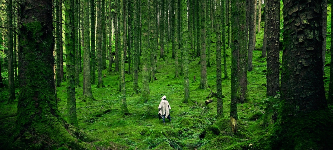 Looking to help restore the natural world? Here’s your guide. Pexels/Luis Del Rio