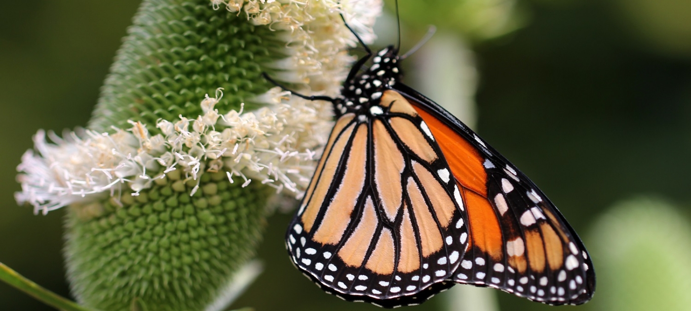 Science and Solidarity for a Sustainable Planet Photo by Sandy Millar/ Unsplash