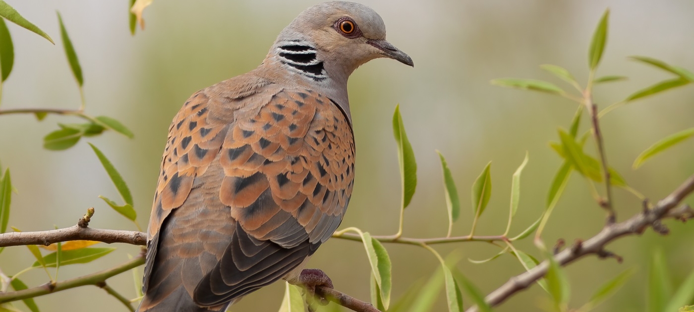 Birdsong, a balm for pandemic anxieties, is under threat Photo: Sergey Dereliev