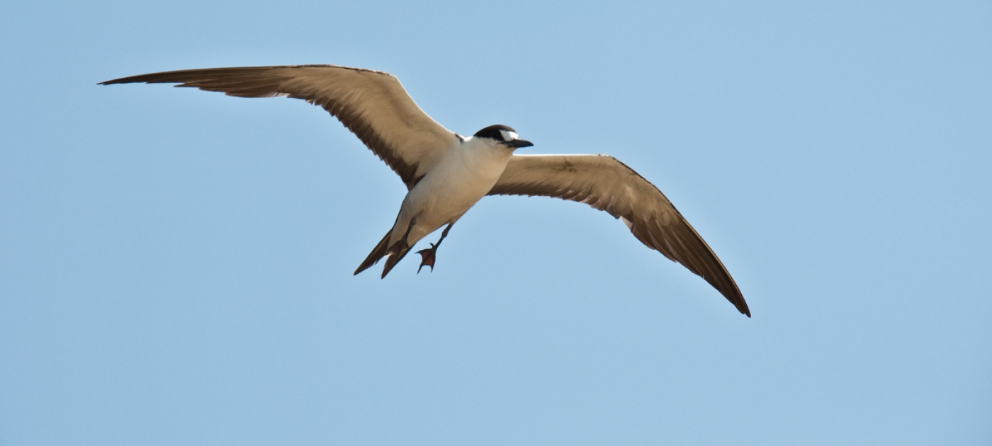 Mauritius, once home to the dodo, rushes to save threatened seabirds Wikimedia/Giorgio Minguzzi