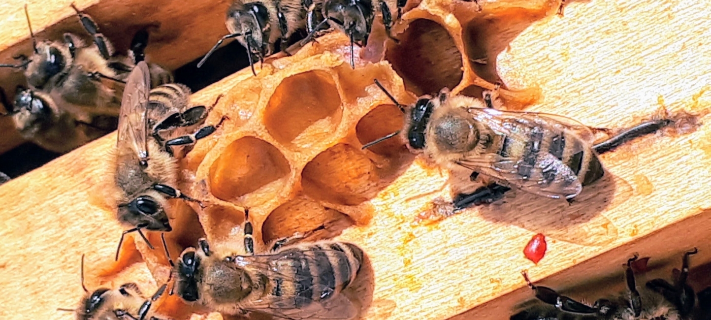 Bees, Bans and Broad-Spectrum Pesticides Photo: Boba Jaglicic/Unsplash