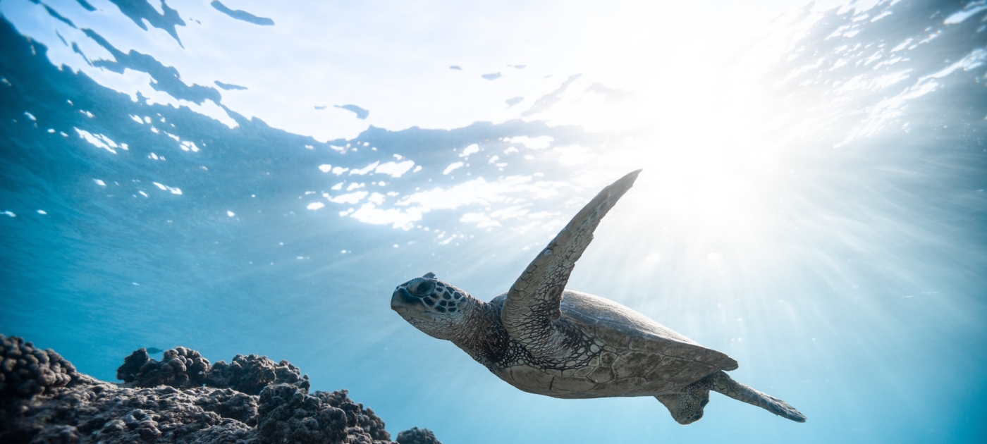 UNEP chief's message for International Day for Biological Diversity Pexels / Jeremy Bishop