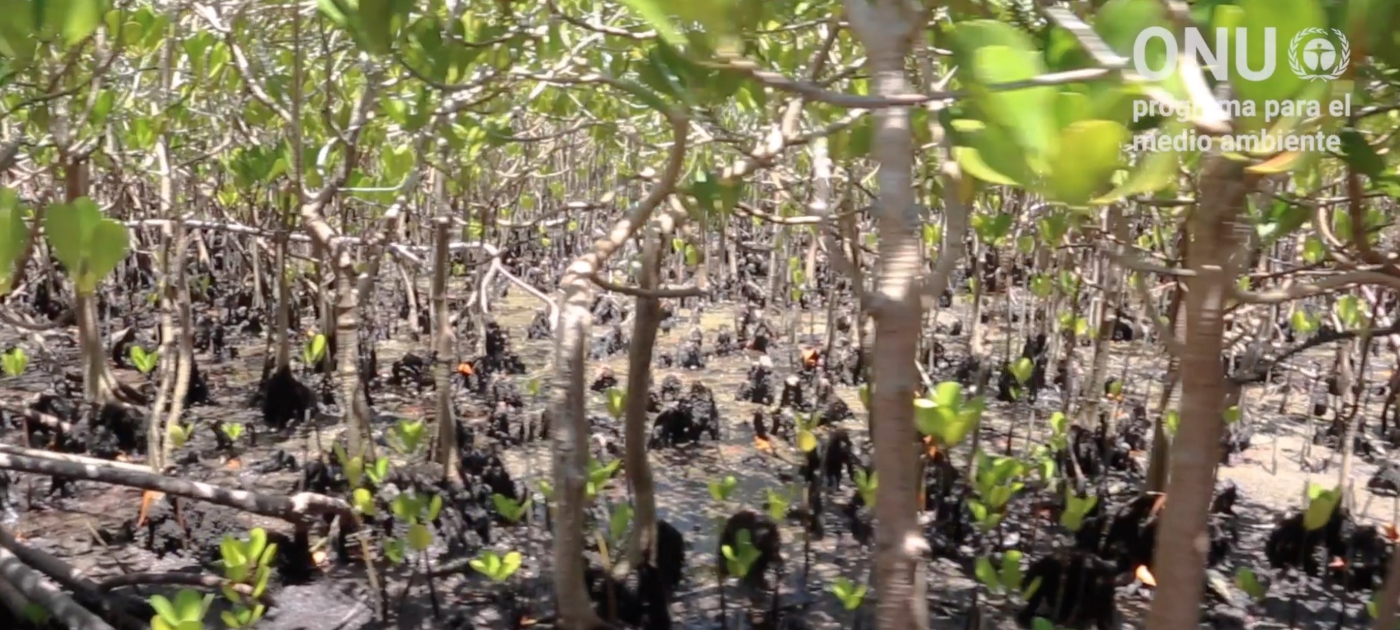 Cubans take action to restore the country’s vast mangrove forests Mangroves