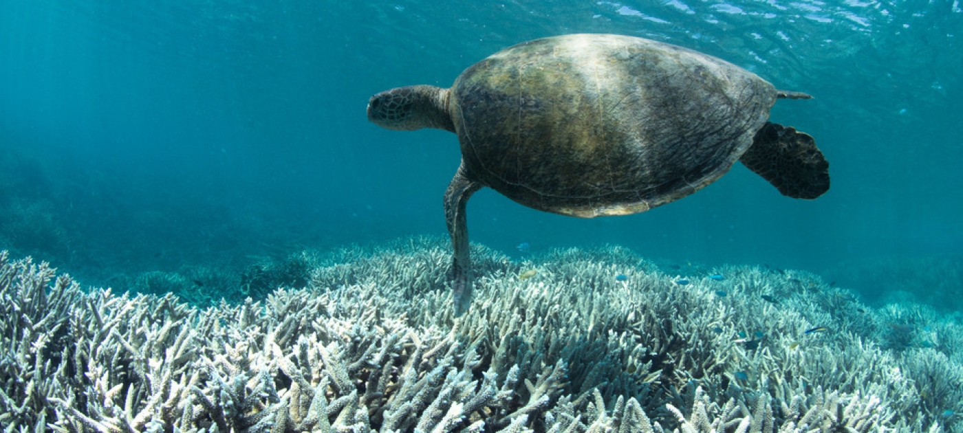 World Oceans Day is a reminder of the perils facing underwater realms Photo: The Ocean Agency