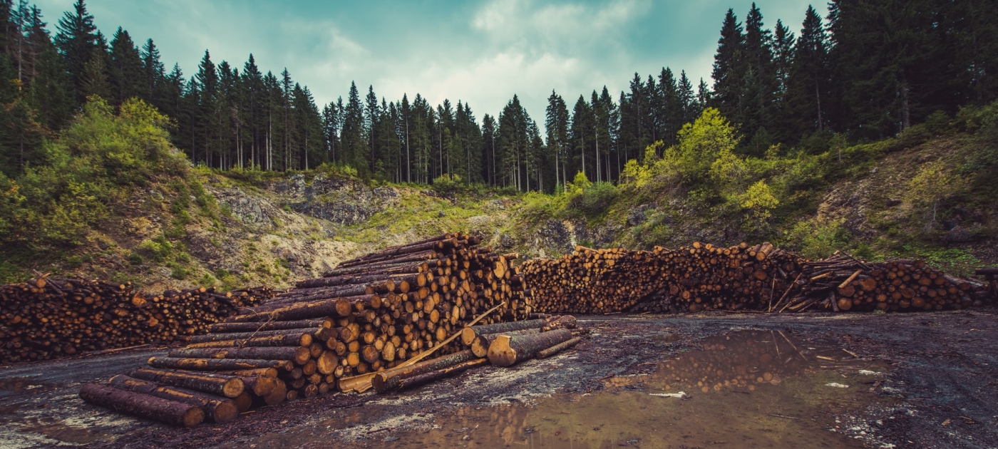 Business Alliance for Scaling Climate Solutions: a new key piece to UNEP’s forest mitigation arsenal Photo ales-krivec-unsplash