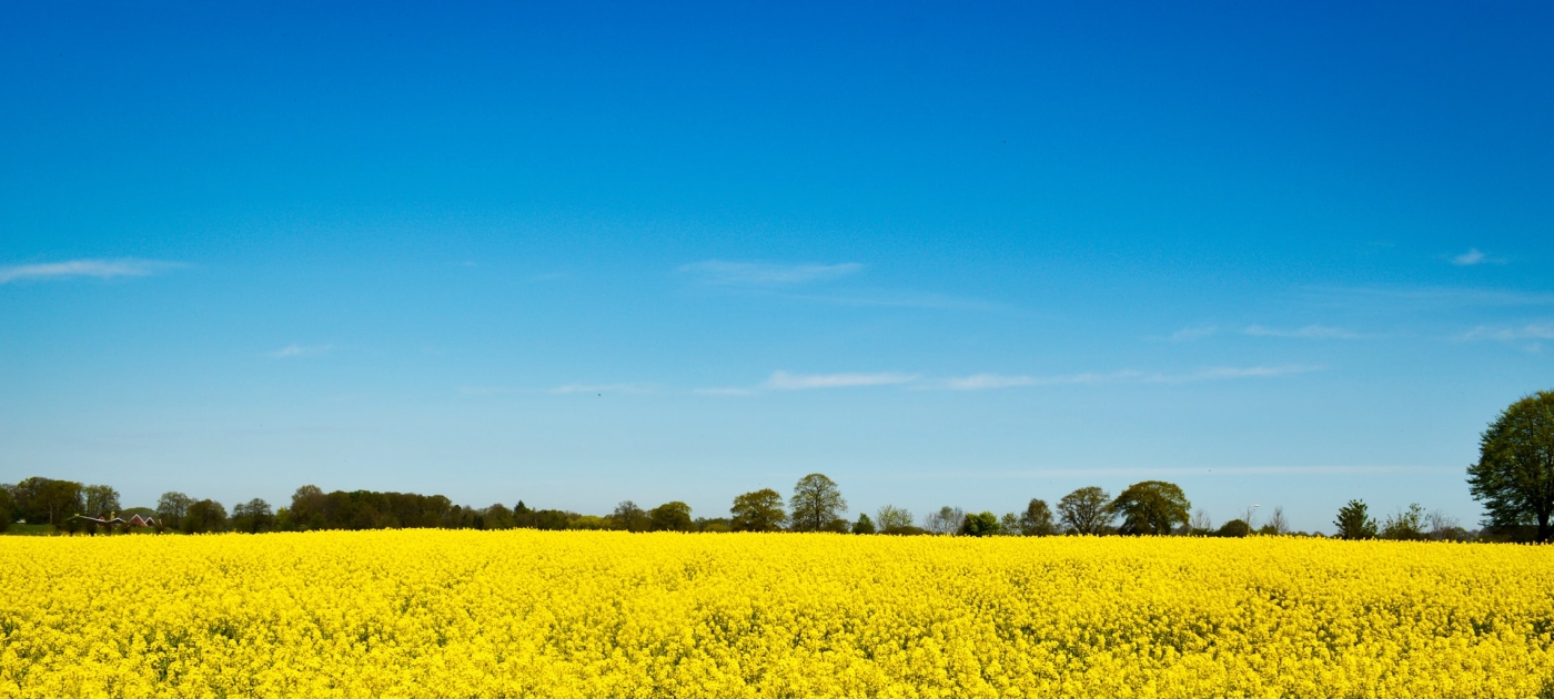 UNEP chief's message for World Environment Day 2021 Unsplash / Erik van Dijk