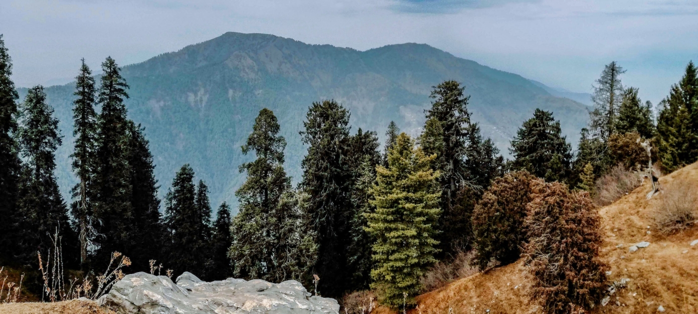 In Pakistan, a once-threatened pine tree is staging a comeback Unsplash/Mohammed Qasim