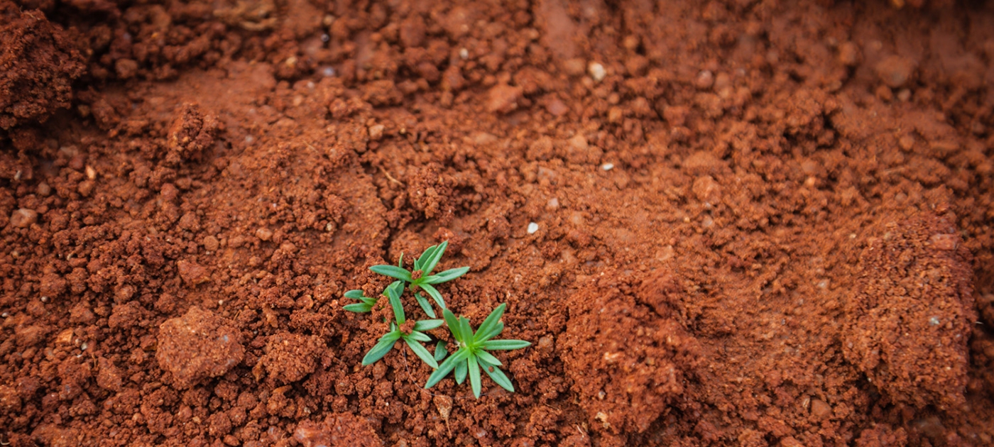 The soil beneath our feet: Restoring the foundations of earth Photo by paul-mocan-unsplash