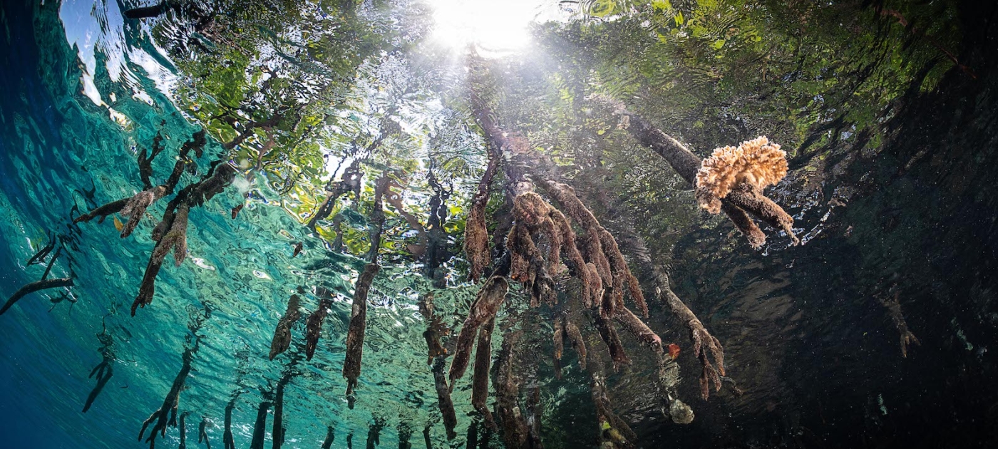 Los manglares son vitales: mira seis cosas que puedes hacer por ellos Photo credit: Tracey Jennings/Ocean Image Bank