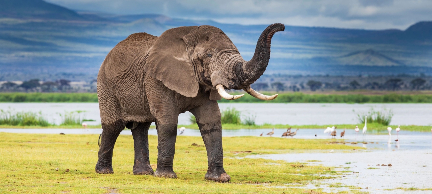 In global push to save endangered species, local communities are key UNEP/Stephanie Foote