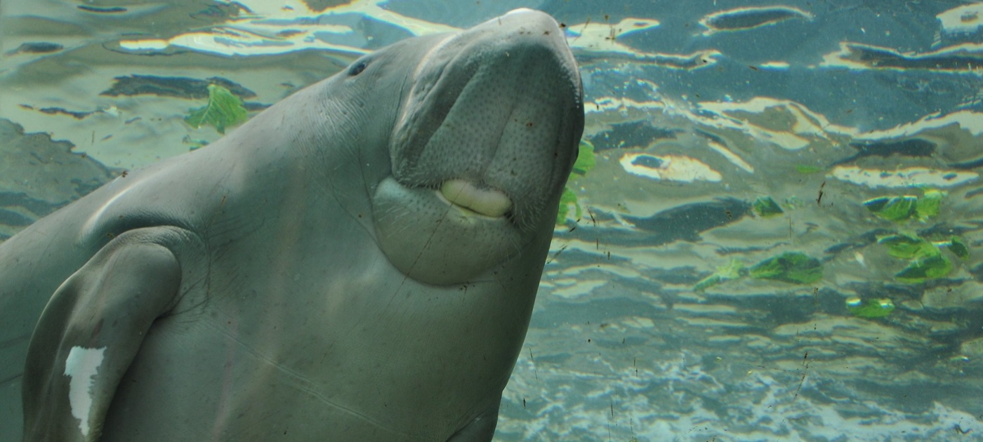 Ocean life can help mitigate climate change: new study Photo by Gabriella Jones - Flickr