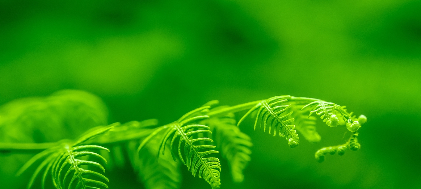 Accelerating green COVID-19 recovery spending: Opportunities ahead Photo by Bernardo Lorena Ponte/ unsplash