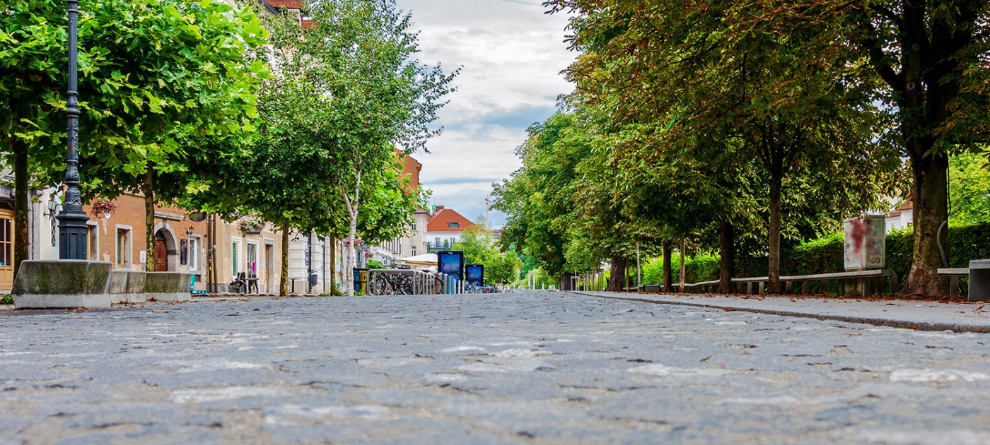 Nature in our cities Photo by Eugene Kuznetsov/ Unsplash