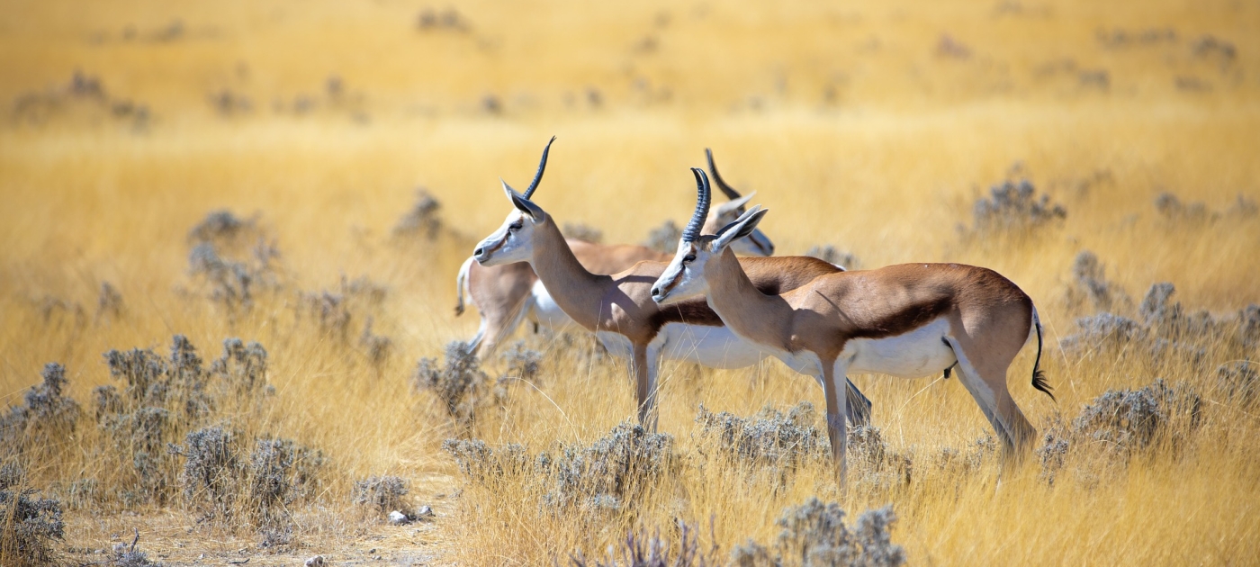 El conflicto entre humanos y vida silvestre es una de las mayores amenazas para las especies - informe de WWF y PNUMA Pixabay