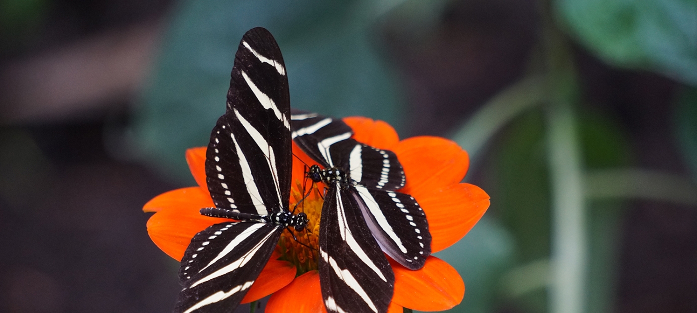 Towards a strong, targeted post-2020 Global Biodiversity Framework Photo by Joshua Torres/ Unsplash