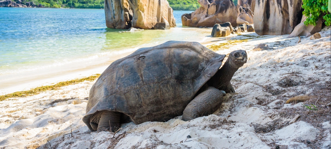 Protecting the Paradise of Praslin Island, Seychelles Photo by Shutterstock