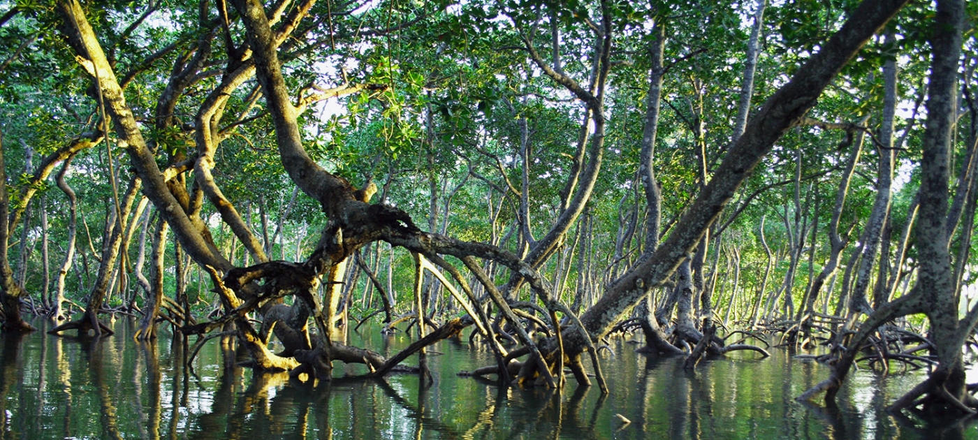 Nature and the solutions it provides to protect and restore our planet Photo by Timothy-k/ unsplash