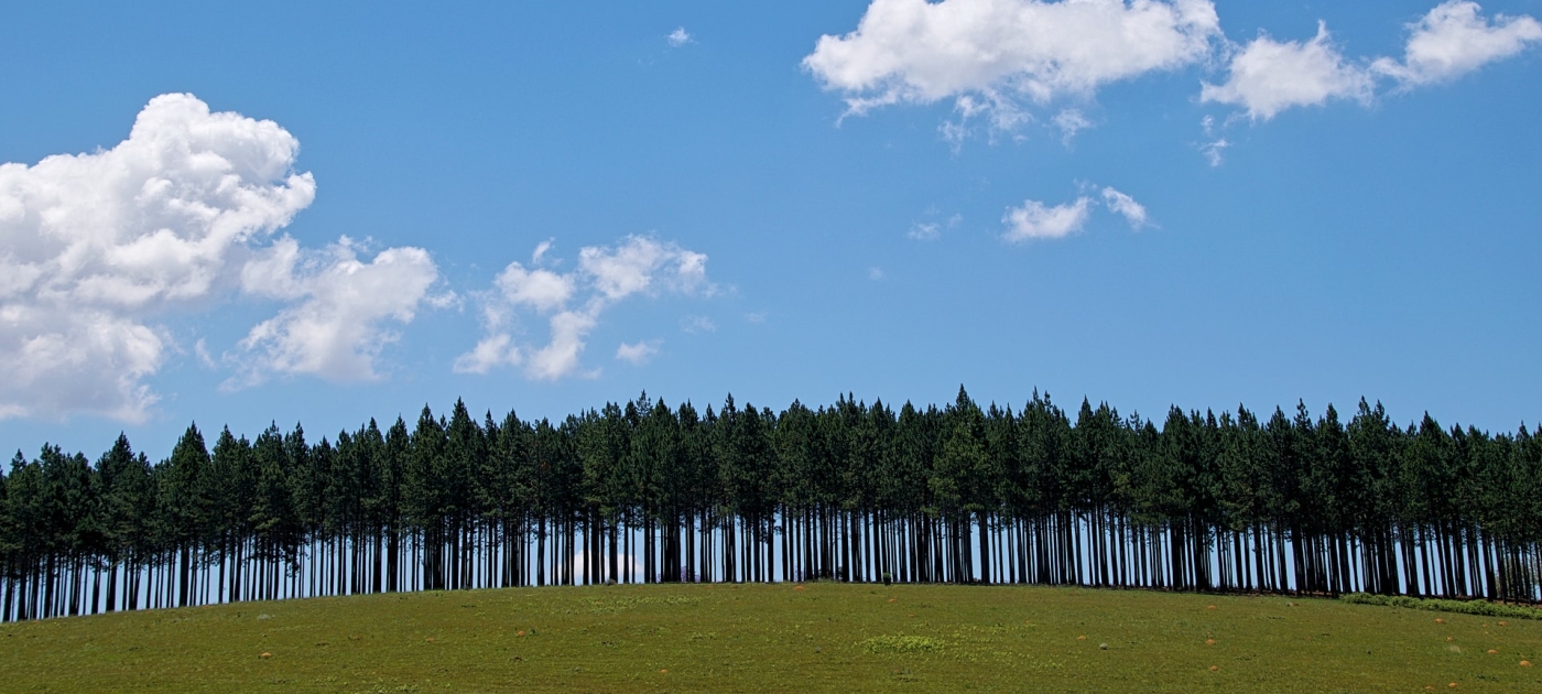 Inger Andersen's message for International Day of Clean Air for blue skies 2021 Photo by Unsplash/Joss Woodhead