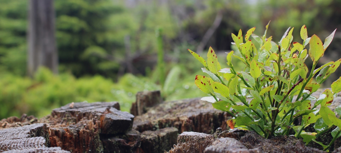 How can developing countries promote a green recovery in the context of low-carbon policy and economic growth? Photo by Justin Dream/ Unsplash