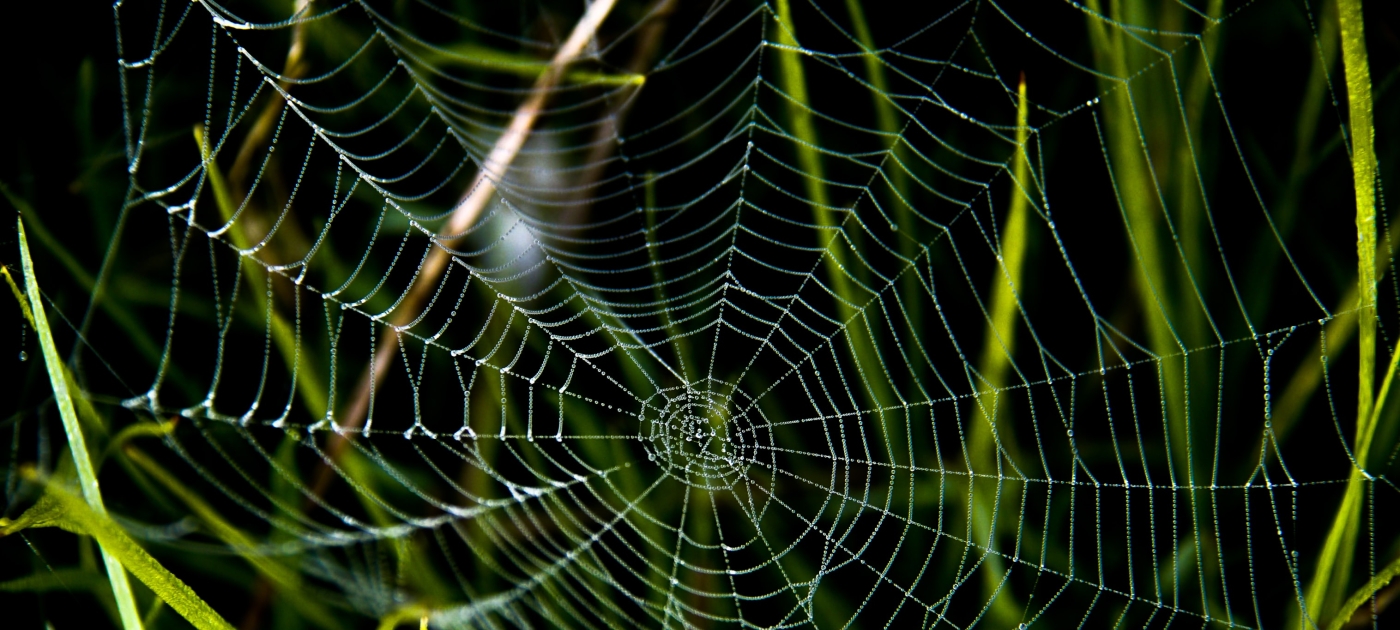 One planet for people and nature Photo by Nick Fewings/ Unsplash