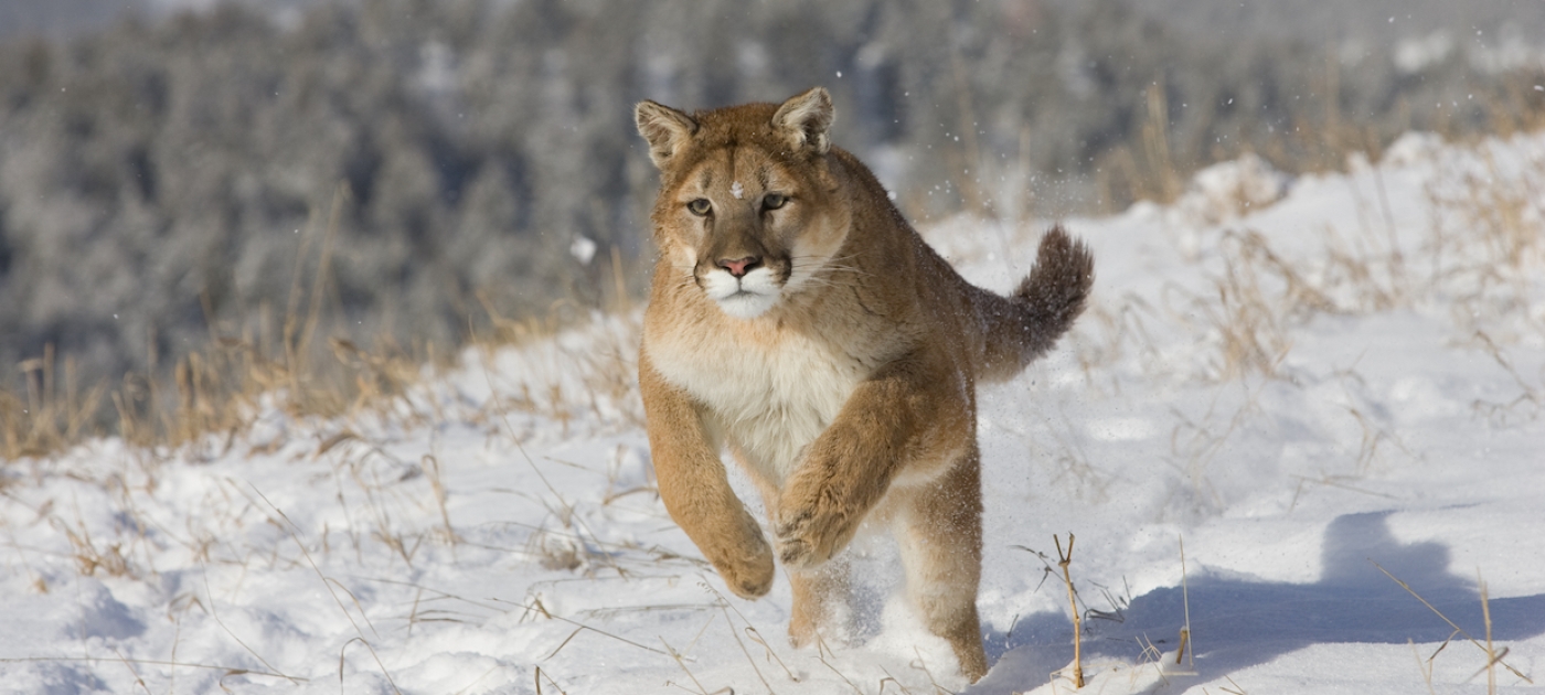 New Run Wild challenge: can you outrun a mountain lion? Photo by S.R. Maglione/Shutterstock