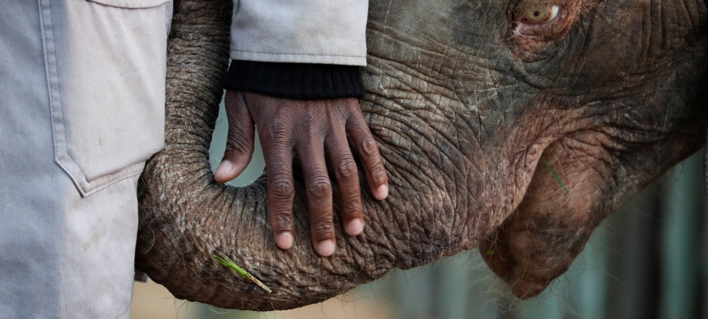 Fast-tracking action in support of the post-2020 Global Biodiversity Framework Sumaya Hisham/Reuters