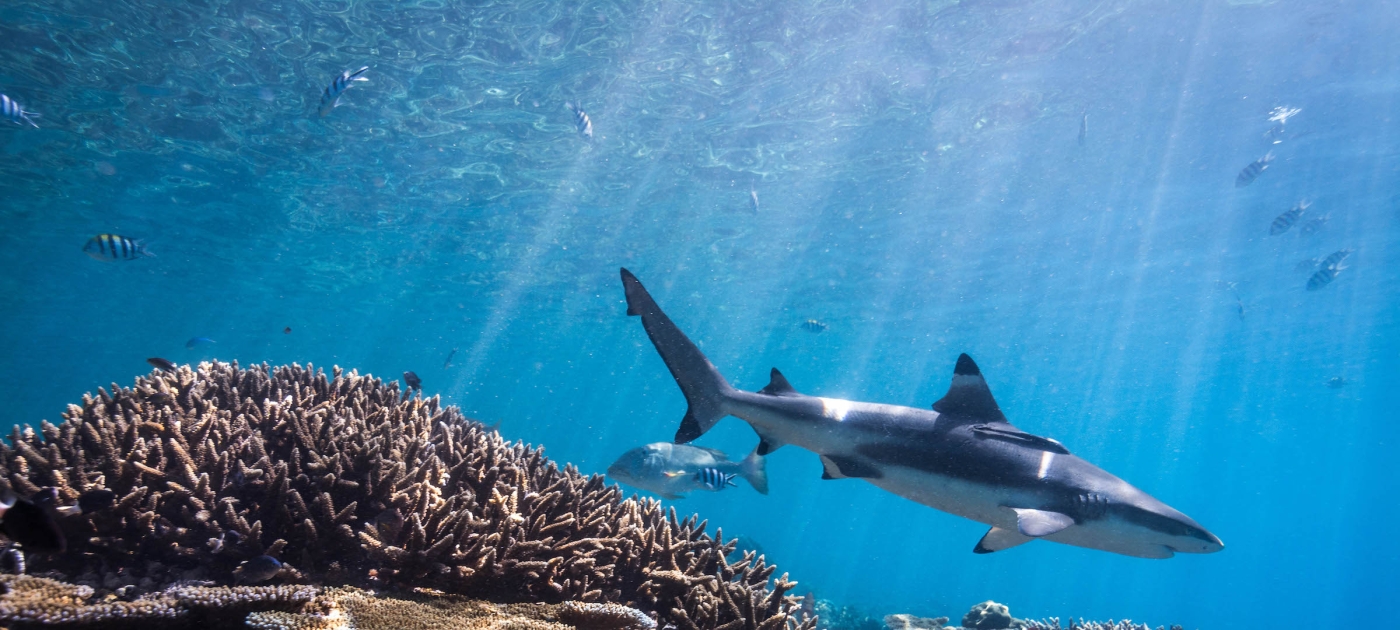 Online game showcases plight of our planet’s disappearing coral reefs Tom Vierus/Ocean Image Bank