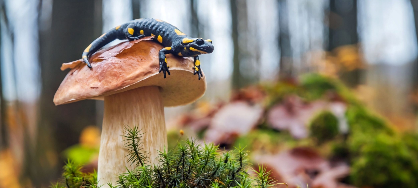 What you need to know about the UN Biodiversity Conference Shutterstock