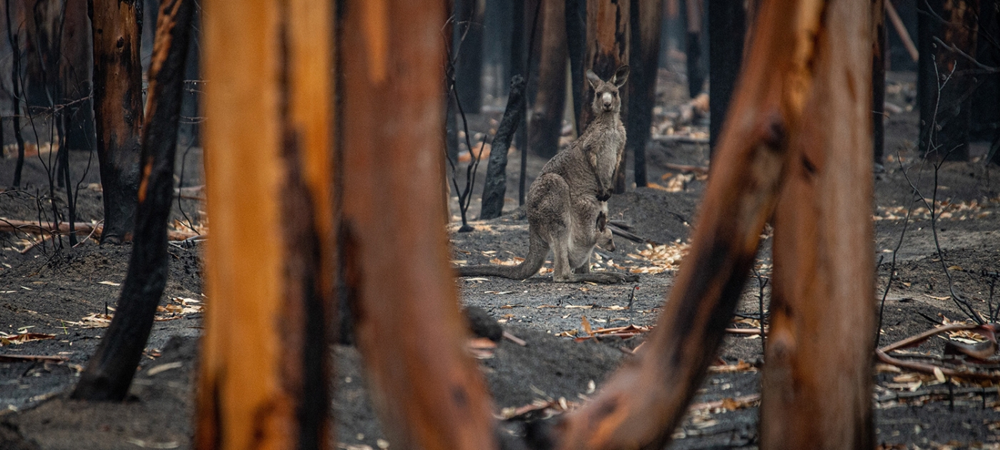 Building global momentum for environmental action Photo by Jo Anne Mcarthur/ Unsplash