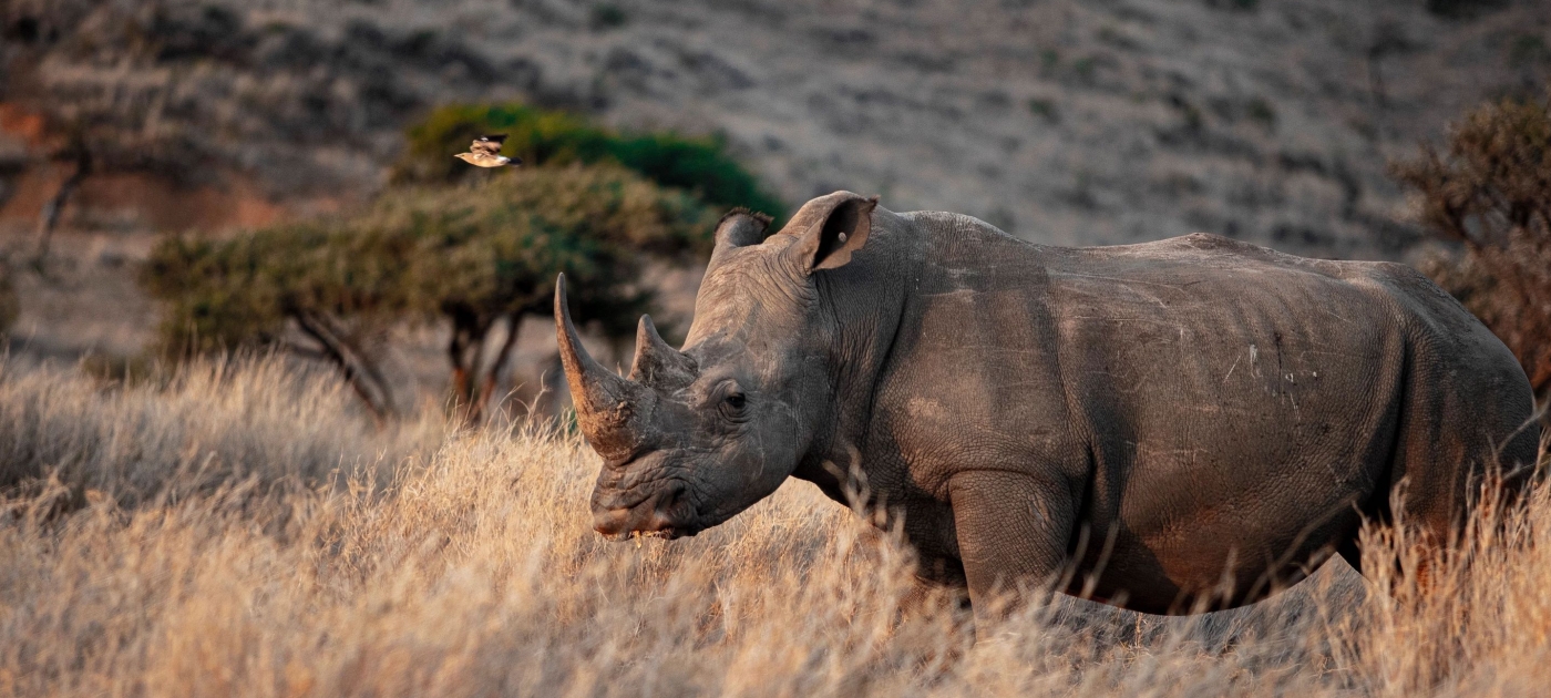 DaRT: data tool helps bring biodiversity back from the brink UNEP / Florian Fussstetter